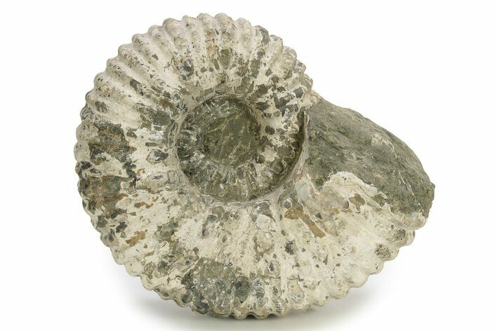 Bumpy Ammonite (Douvilleiceras) Fossil - Madagascar #254932